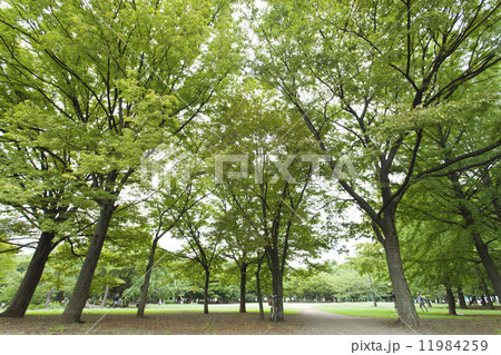 公園の木立 公園の木立 11984259