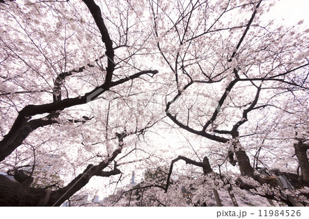 千鳥ヶ淵の桜並木 千鳥ヶ淵の桜並木 11984526