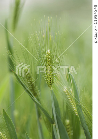 麦の穂 麦の穂 11984548