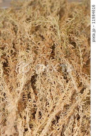 園芸用のミズゴケ 11984616