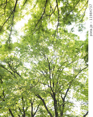 新緑の樹木 11984737