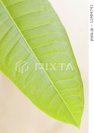 パキラの葉 パキラの葉 11984741