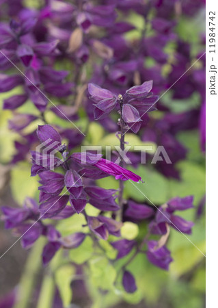 紫色のサルビア 11984742