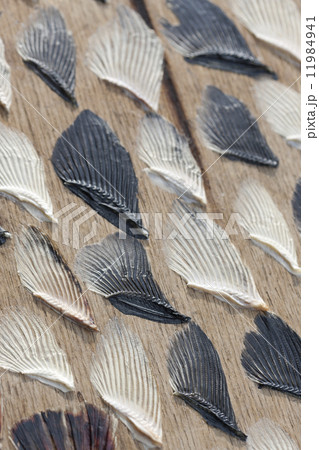 干したフグヒレ 11984941