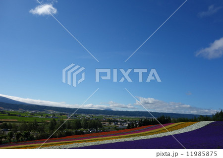 花畑　中富良野　7月 11985875