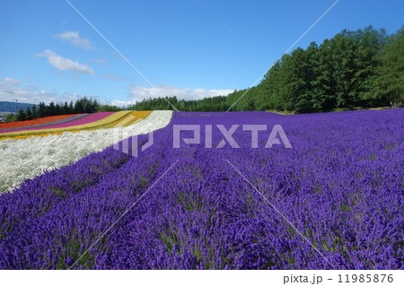 花畑 中富良野 7月 花畑 中富良野 7月 11985876