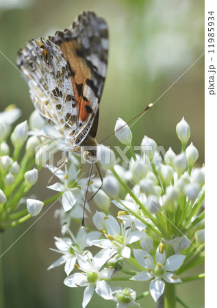 ニラノハナにとまるヒメアカタテハ 11985934