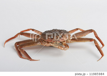 セイコガニ(ズワイガニ) セイコガニ(ズワイガニ) 11985984