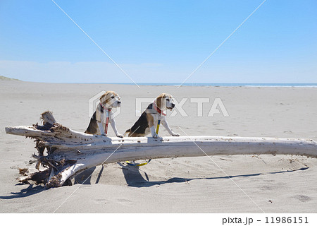 ビーグル ビーグル 11986151