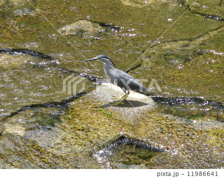 ササゴイ 11986641