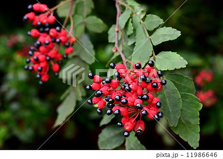 サンショウの実 サンショウの実 11986646