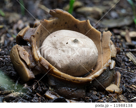 森床のエリマキツチグリ 11988138