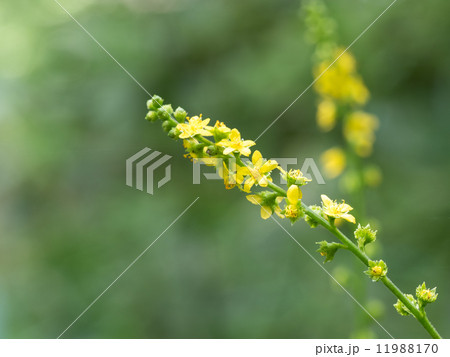 自生の薬草キンミズヒキ 11988170
