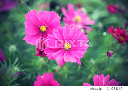 Nature background with pink Cosmos flowers Nature background with pink Cosmos flowers 11988194