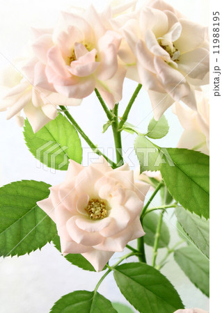 Branch delicate roses 11988195