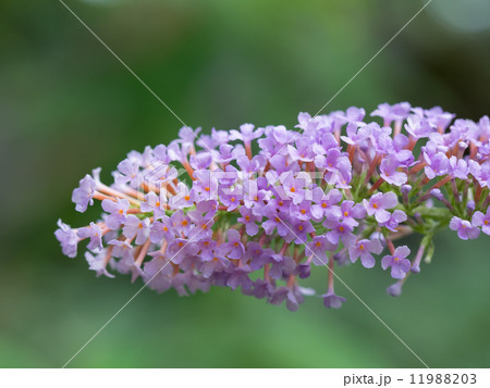 森に自生する房藤空木 11988203