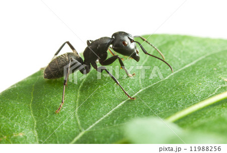 Black ant on green leaf 11988256