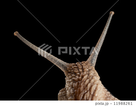 Snail head Snail head 11988261