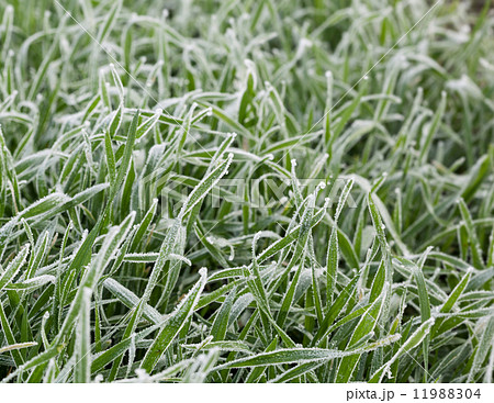 Field of frozen grass 11988304