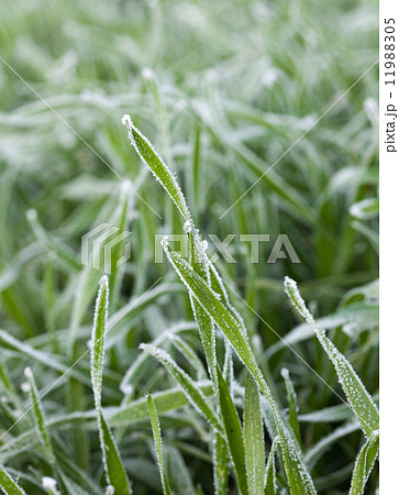 Rime on frozen green grass Rime on frozen green grass 11988305