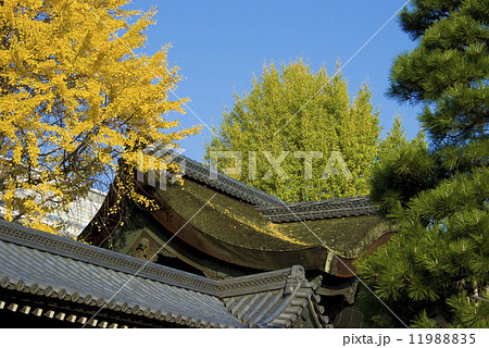 Autumn scenery, ginkgo tree Autumn scenery, ginkgo tree 11988835