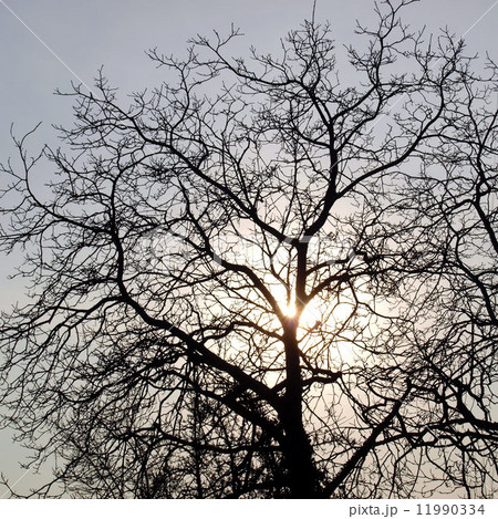 Tree picture 11990334