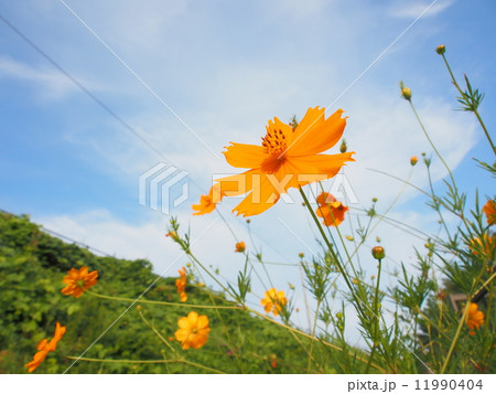オレンジコスモス オレンジコスモス 11990404