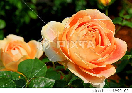 バラの花 11990469
