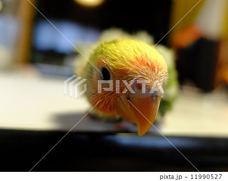 コザクラインコ　雛 11990527