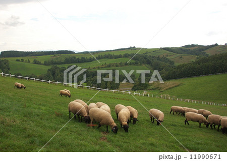 年賀状素材 羊 年賀状素材 羊 11990671