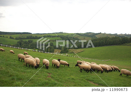 年賀状素材　羊 11990673