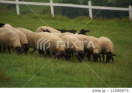 年賀状素材 羊 年賀状素材 羊 11990674