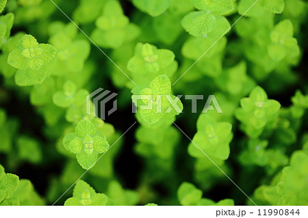 北見のハッカ 11990844