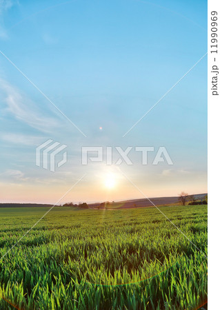 Beautiful plants in a field 11990969