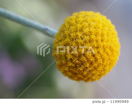 アリウム・ギガンチウム 11990989