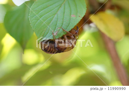蝉の抜け殻 11990990