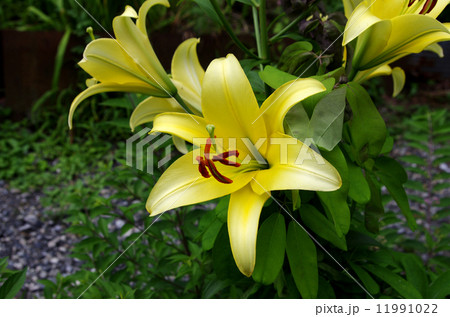 ユウスゲ ユウスゲ 11991022