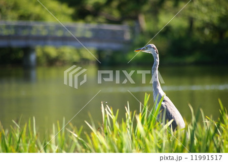 アオサギ アオサギ 11991517
