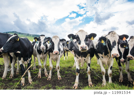 ナイタイ牧場のホルスタイン 11991534