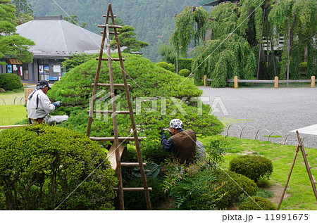庭木の剪定／庭師 11991675