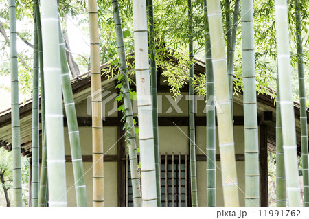 竹藪 竹藪 11991762