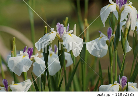 花菖蒲　江戸錦　えどにしき 11992338