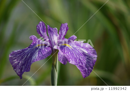 花菖蒲 誰待花 たれまちばな 花菖蒲 誰待花 たれまちばな 11992342