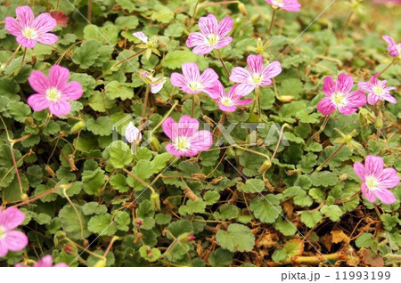 エロディウム・バリアビレ 11993199