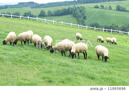年賀状素材　北海道のヒツジ 11993696
