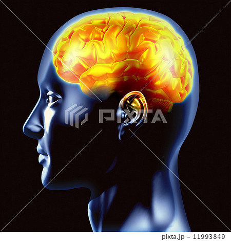 Brain Brain 11993849