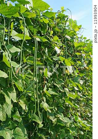 ササゲ ササゲ 11993904