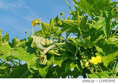 食用ヘチマ 食用ヘチマ 11993946