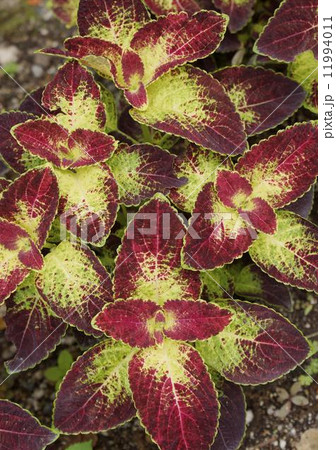 コリウス　01 11994011