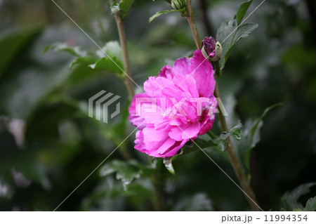 芙蓉の花 芙蓉の花 11994354